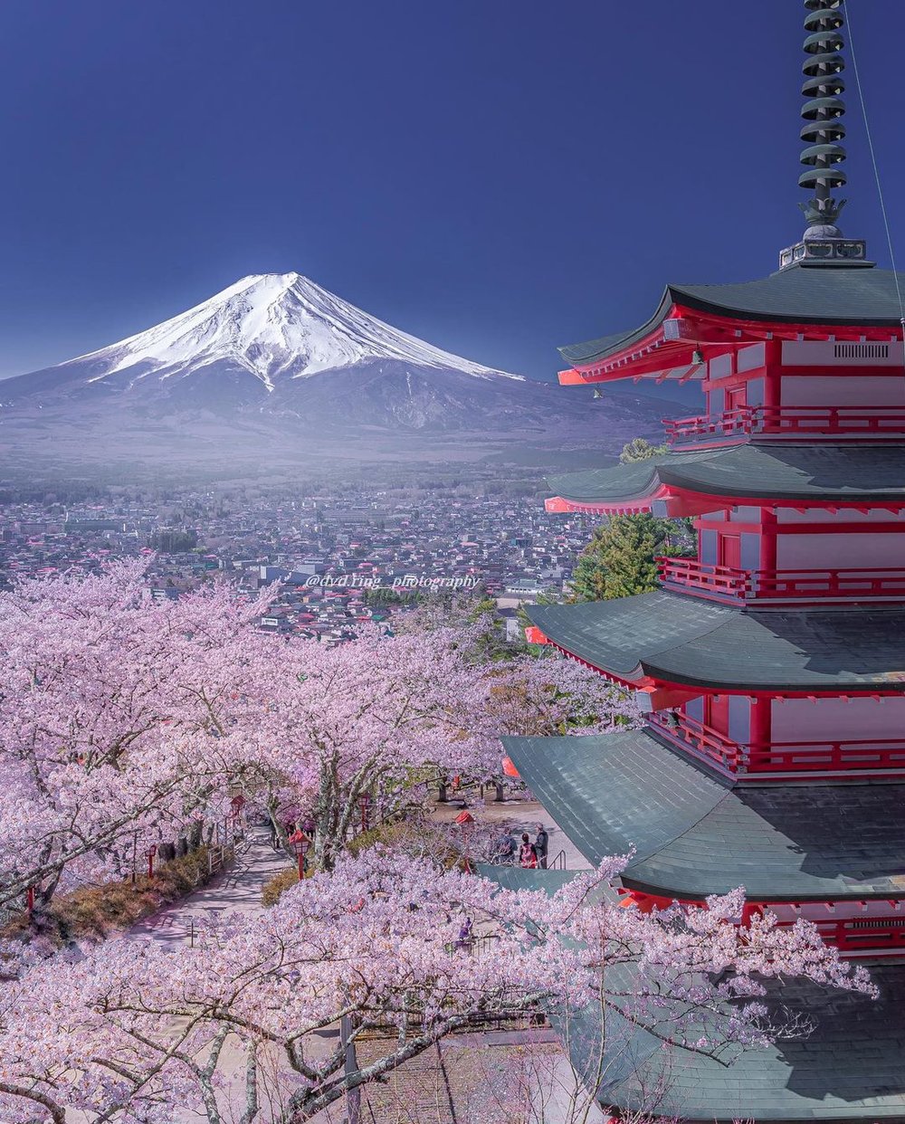 Japan Cherry Blossom Forecast & Spots This 2024 - Klook Travel Blog