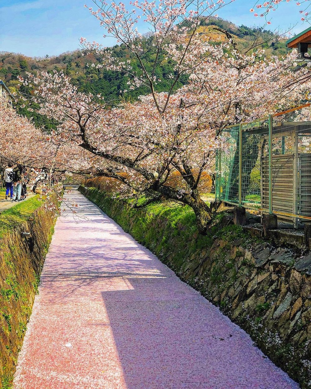 philosophers walk sakura