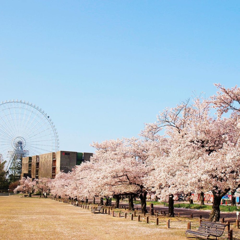 Merchant logo Expo ’70 Commemorative Park sakura