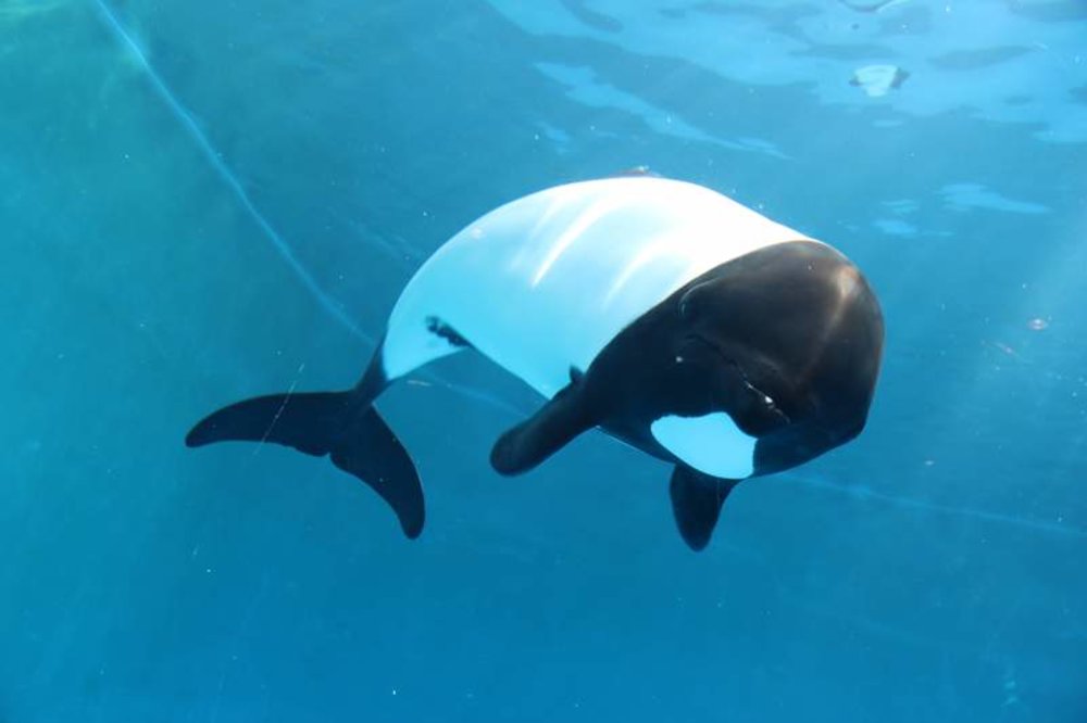  仙台海洋森林水族館