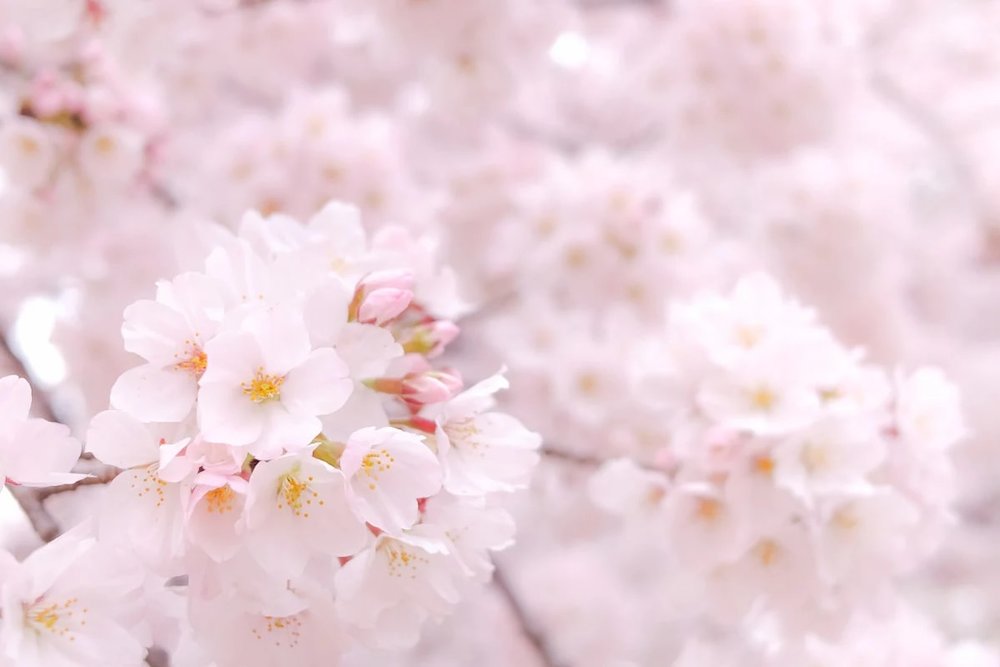 Somei Yoshino ซากุระพันธุ์โซเม-โยชิโนะ ที่สุดของซากุระญี่ปุ่น