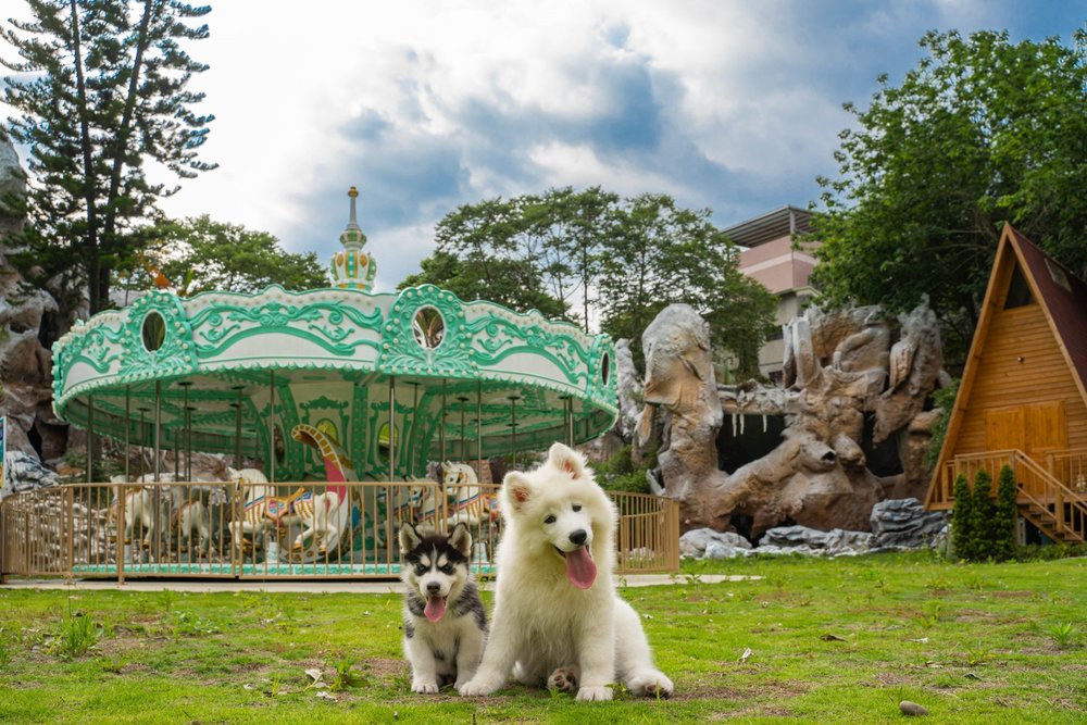 Dogs with their tongues out while sitting on grass