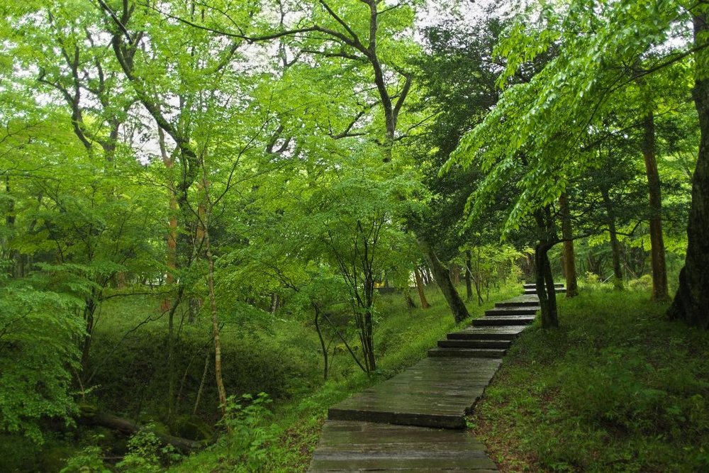 ポーラ美術館 森の遊歩道
