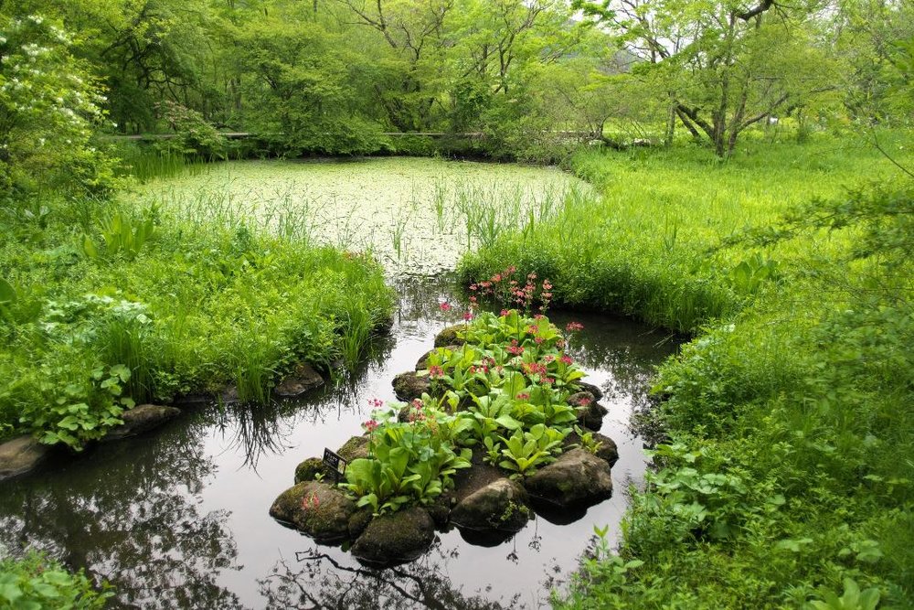 箱根湿生花園