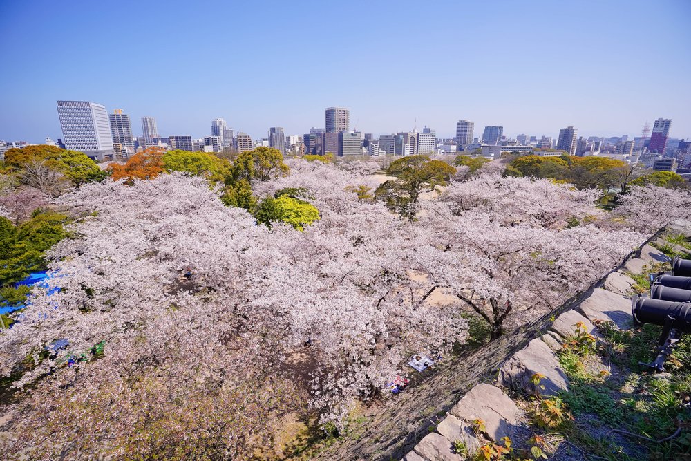 cherry blossoms in fukuoka castle ruins