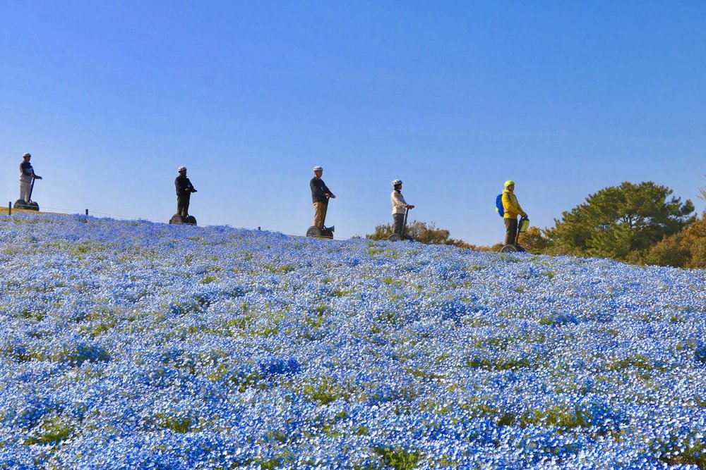 people on segways along flower fields
