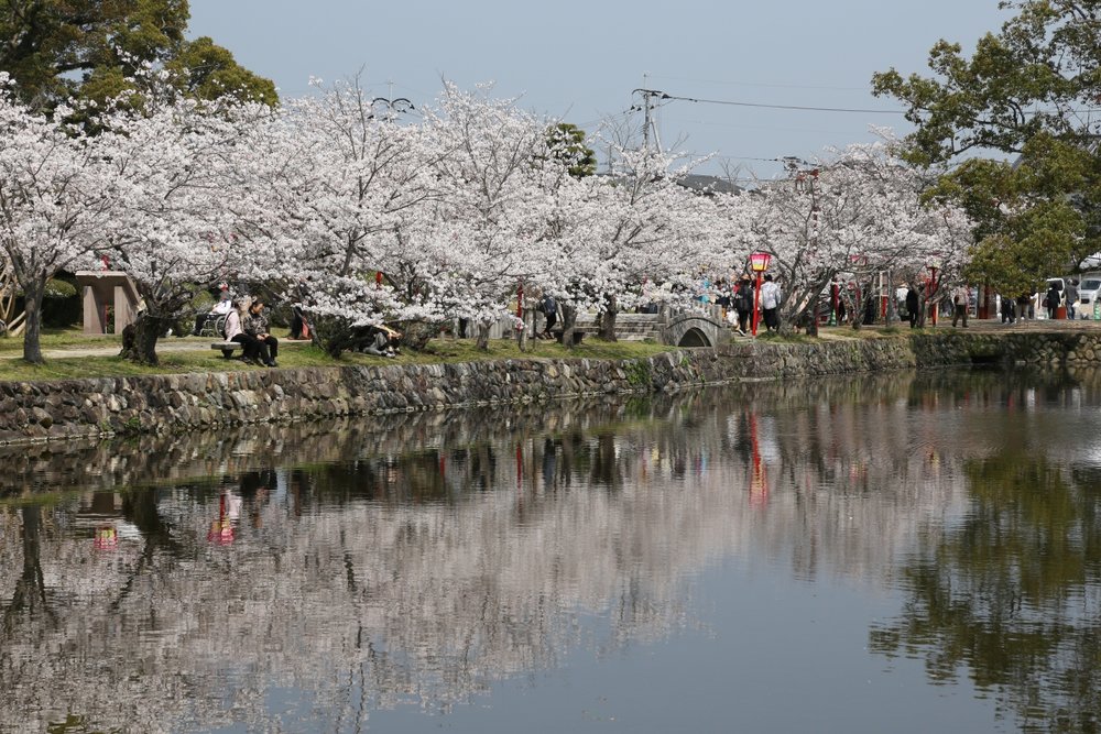 佐賀櫻花, 小城公園, 九州櫻花, 櫻花景點