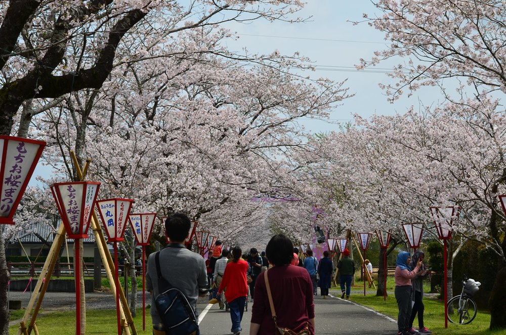 宮崎景點推薦 宮崎櫻花, 母智丘公園, 九州櫻花, 櫻花景點