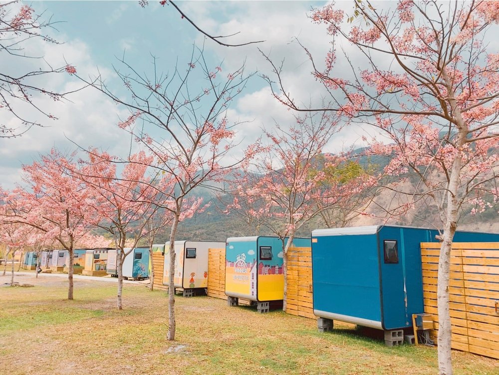 cherry blossoms lined up with glamping trailers and mountains in the background