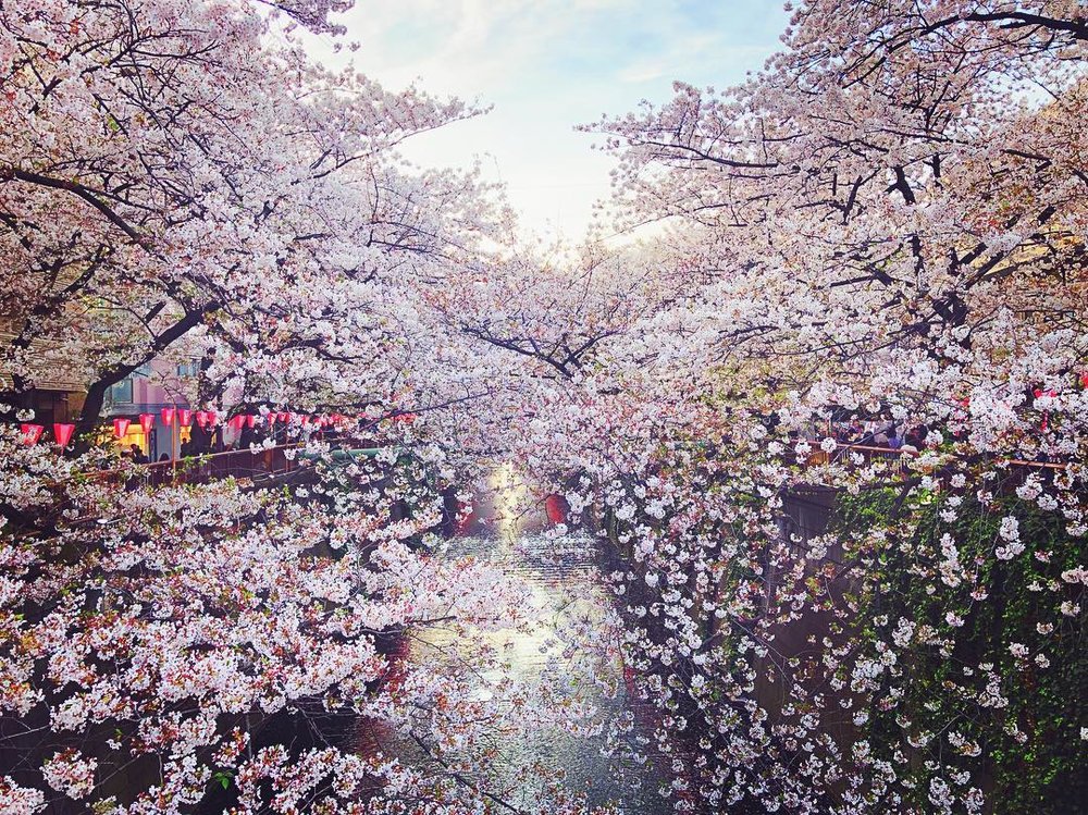 東京賞櫻景點 2023｜10大賞櫻景點 目黑川
