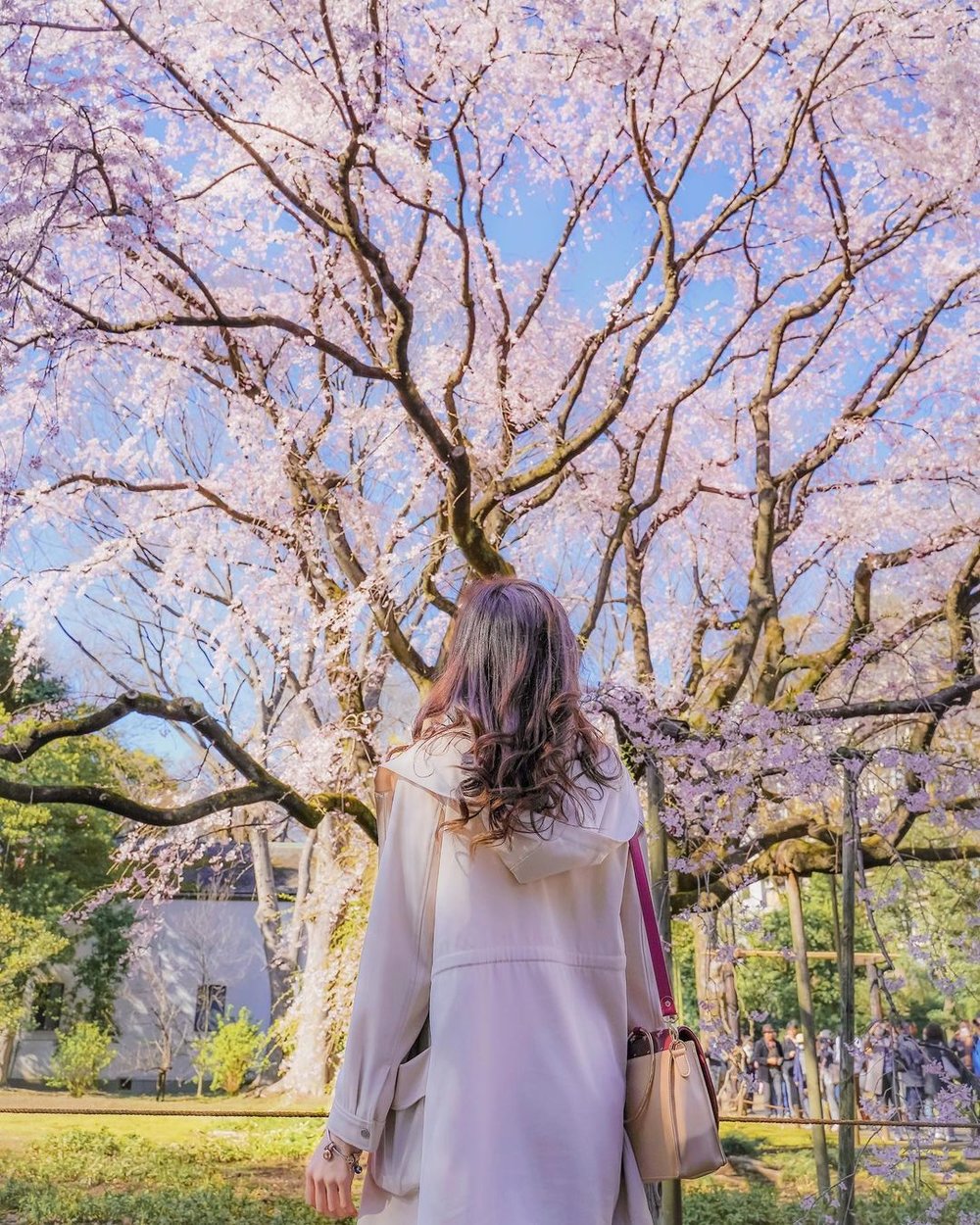 東京賞櫻景點 2023｜六義園