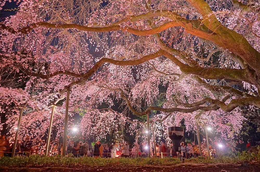 東京賞櫻景點 2023｜六義園