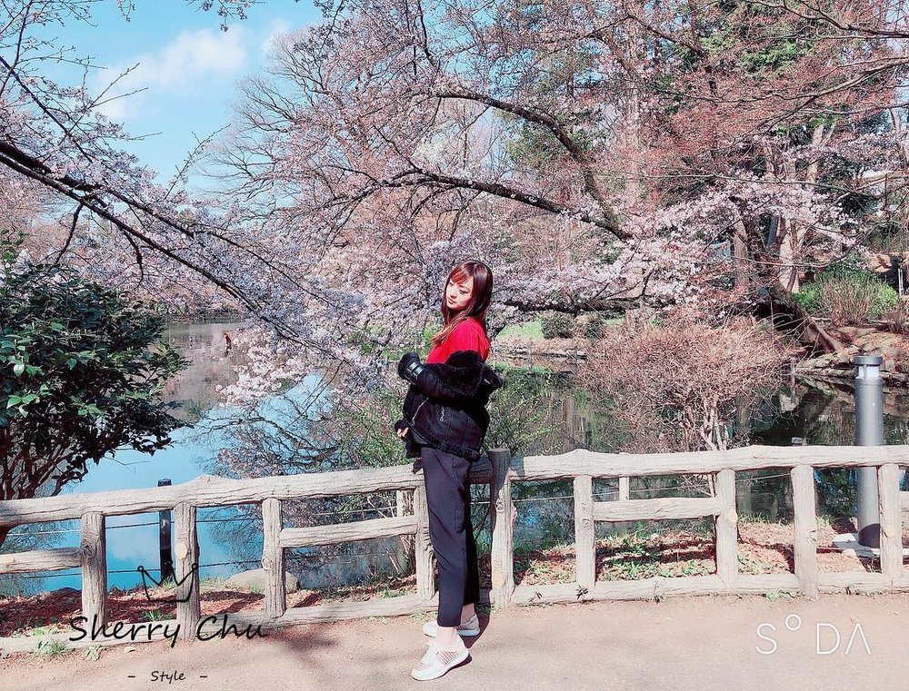 東京賞櫻景點 2023｜井之頭公園