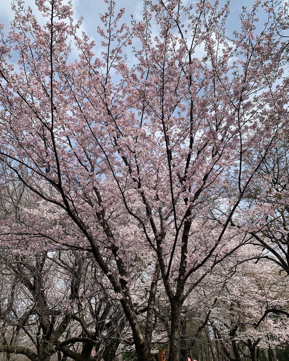 東京賞櫻景點 2023｜小金井公園