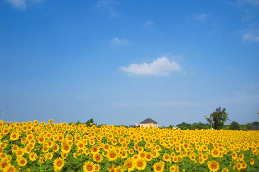 Awaji Farm Park England Hill