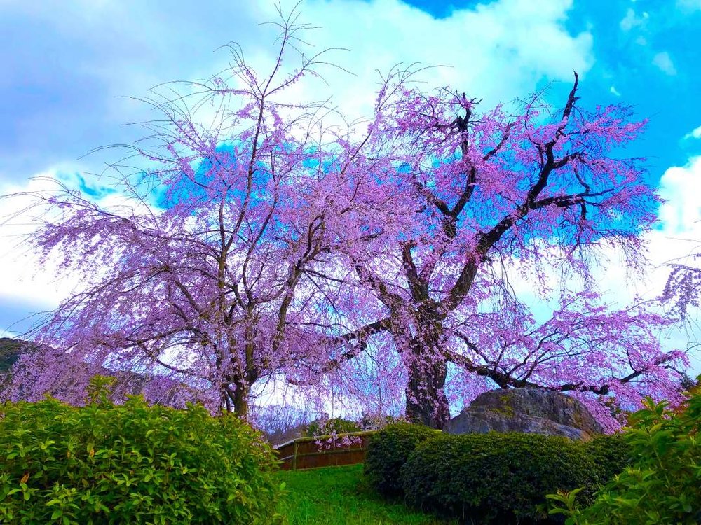 円山公園 しだれ桜