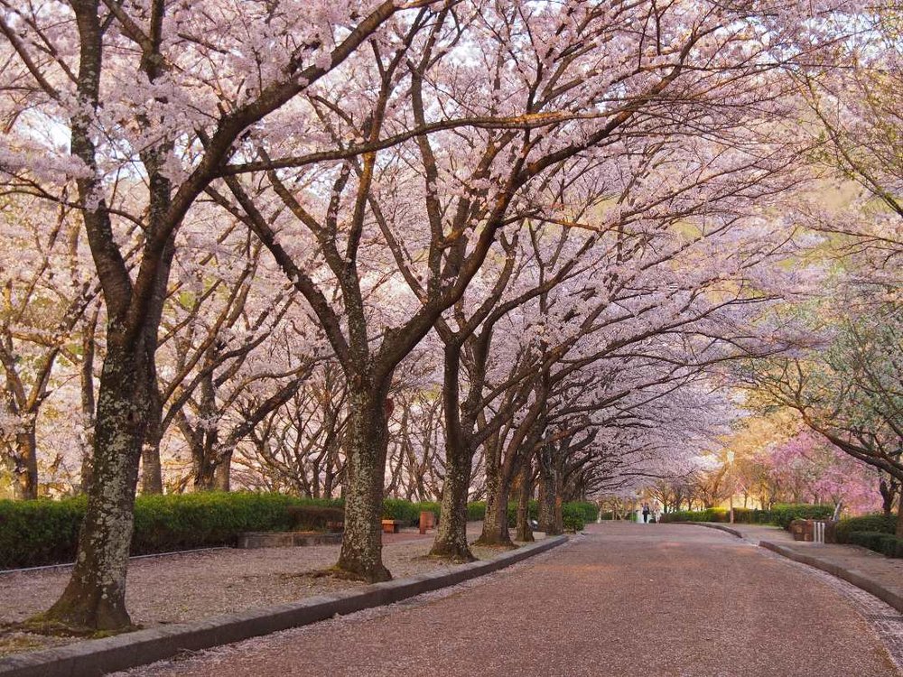 京都 和らぎの道（七谷川桜並木）