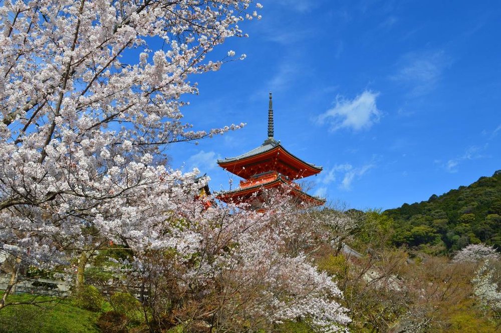 京都 清水寺 桜