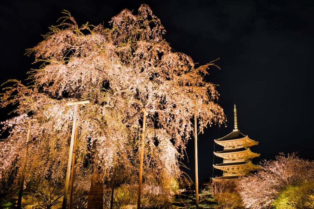京都 東寺 桜