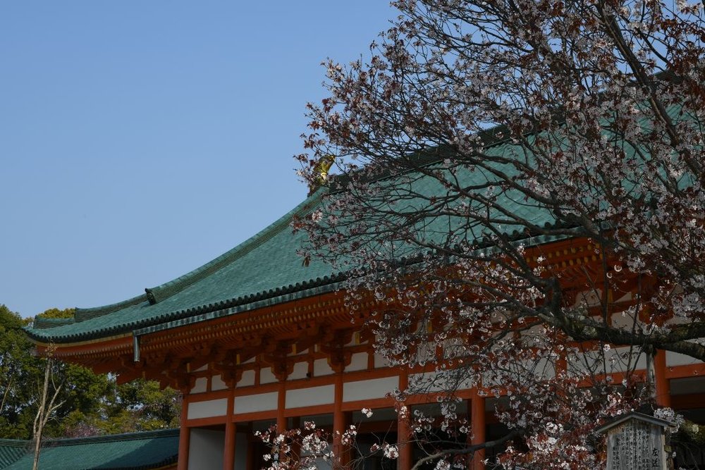 京都 平安神宮 神苑 桜