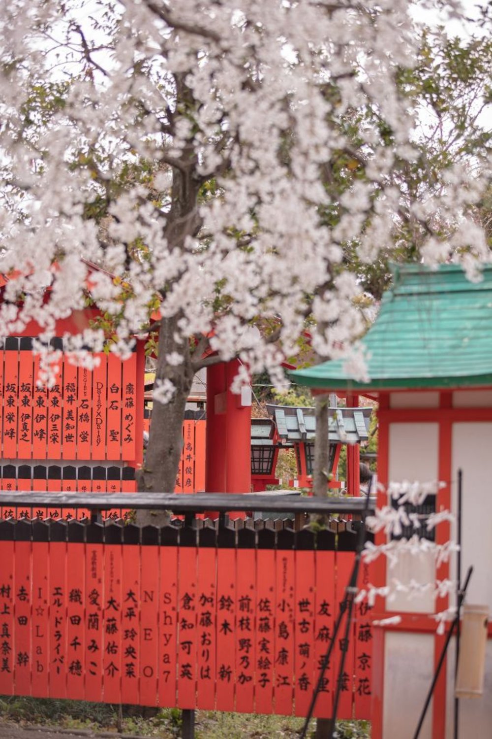 車折神社 桜