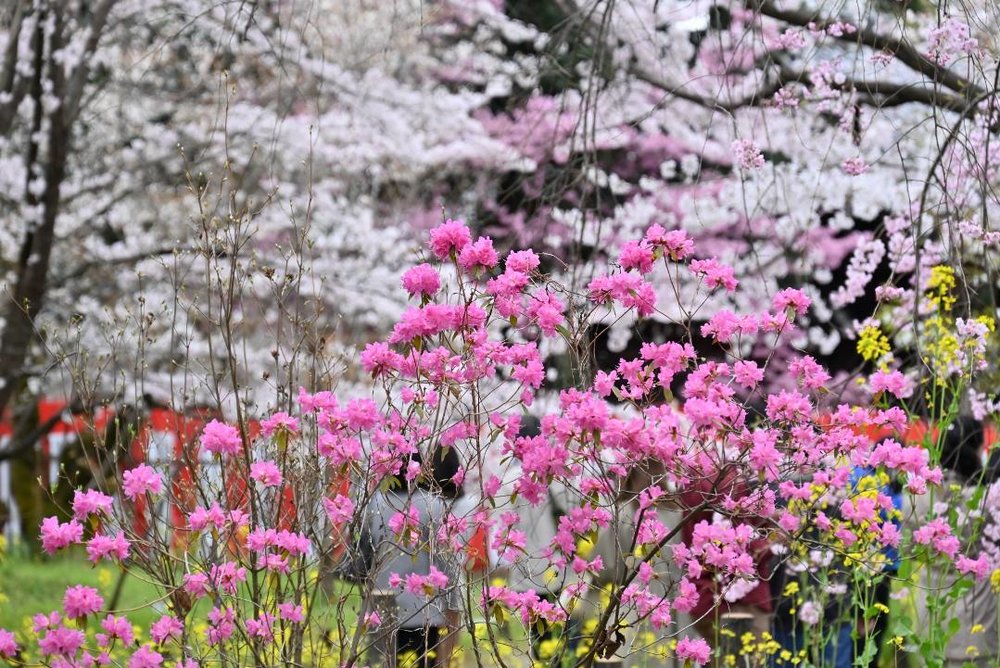 京都 平野神社 桜
