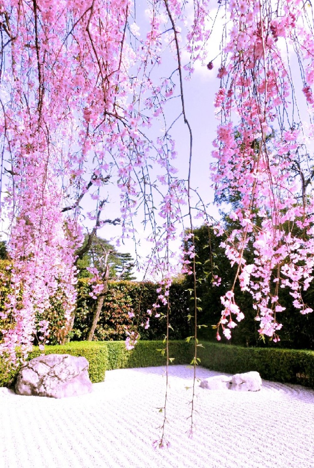 京都 退蔵院 桜