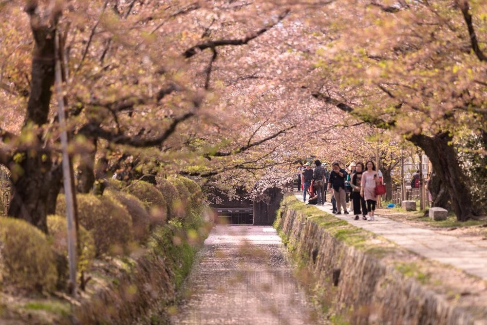 京都 哲学の道 桜