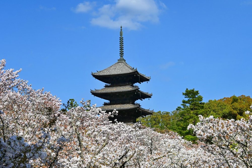 京都 仁和寺 桜