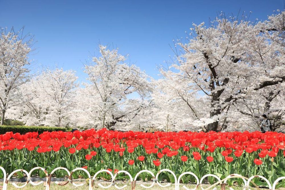 京都府立植物園 桜