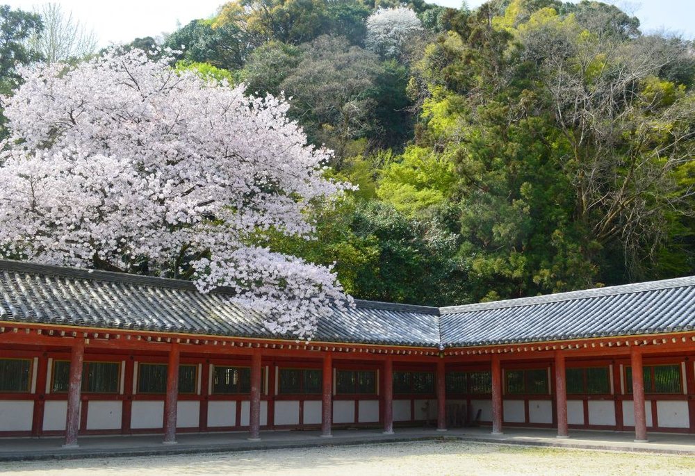 京都 石清水八幡宮 桜