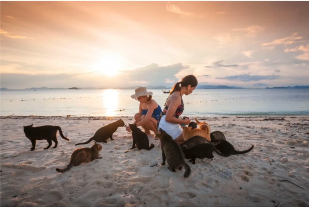梅森島、PP 島、瑪雅島、蛋島及貓島一日遊