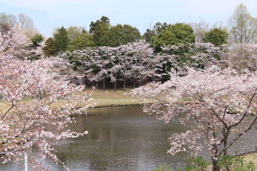 大阪 万博記念公園