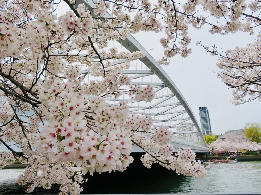 大阪 毛馬桜之宮公園 桜