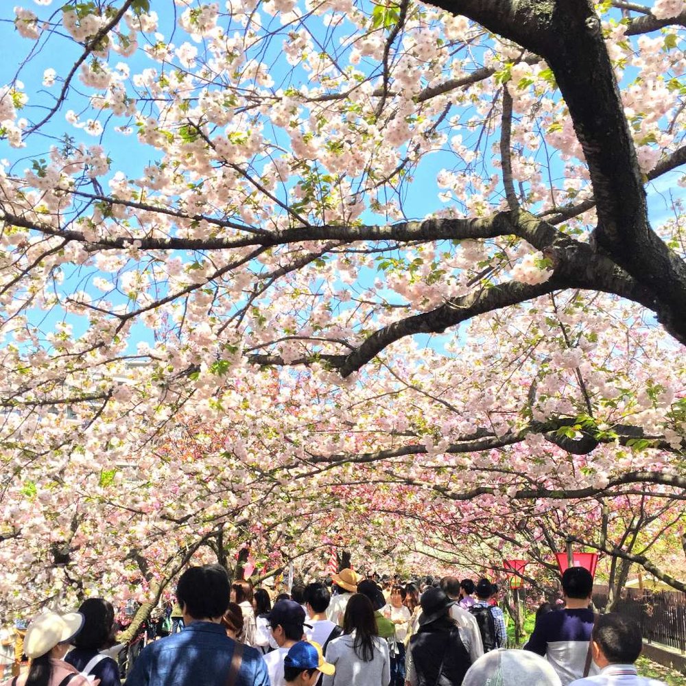 大阪 造幣局 桜の通り抜け