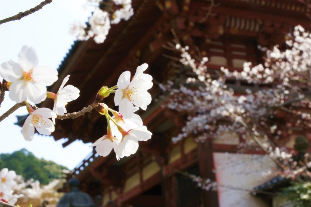 念法眞教 総本山 金剛寺 桜