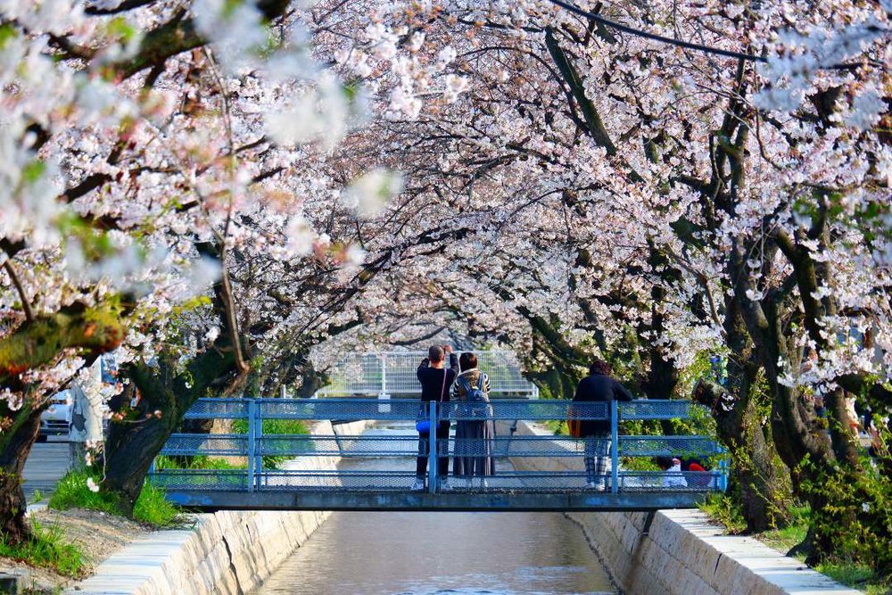 大阪 玉串川の桜並木