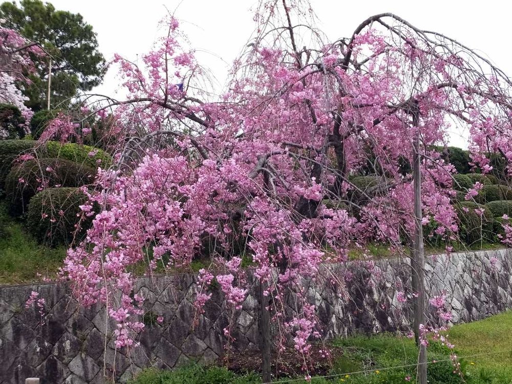 大阪 辯天宗冥應寺 桜