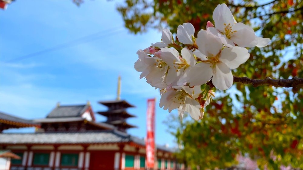 大阪 四天王寺 桜