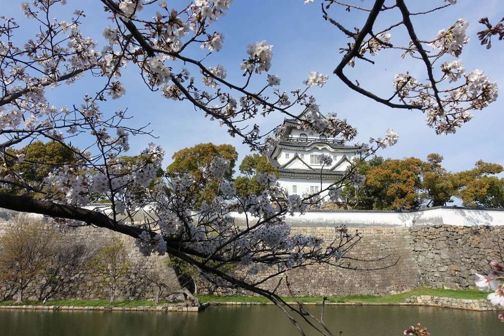 大阪 岸和田城 桜