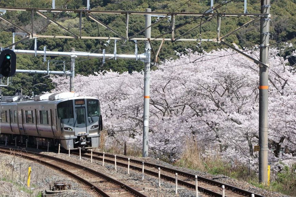 大阪 山中渓(千本桜)電車と桜