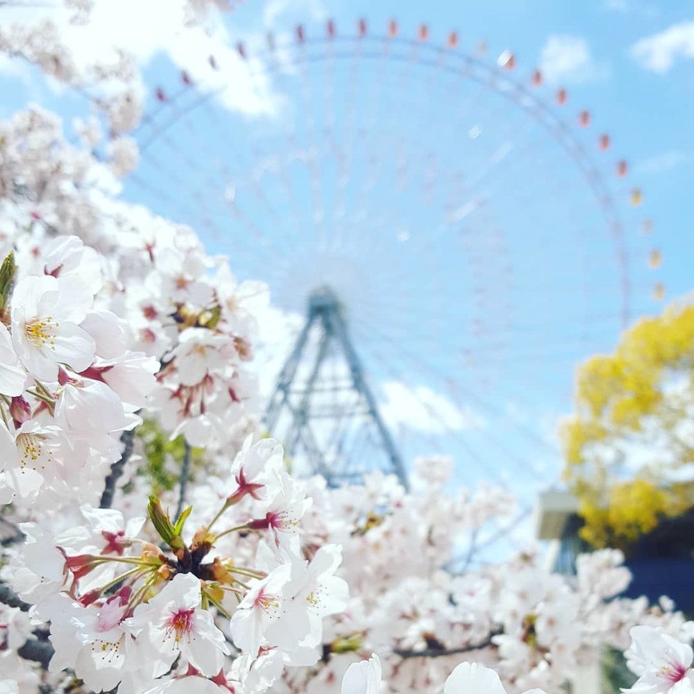 大阪 天保山公園 桜