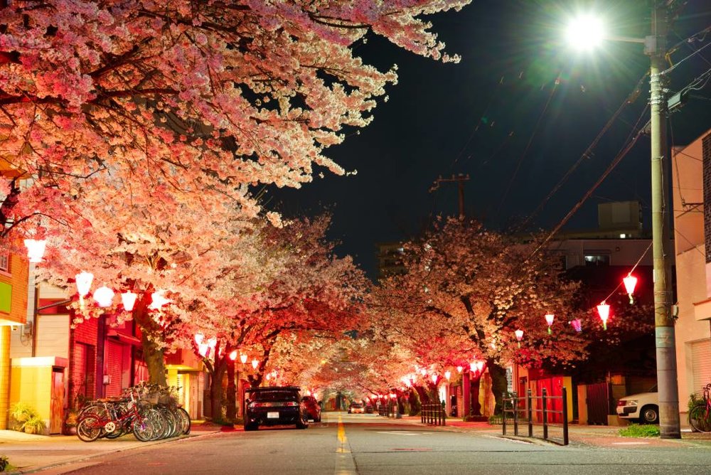 大阪 磯路3丁目桜通り