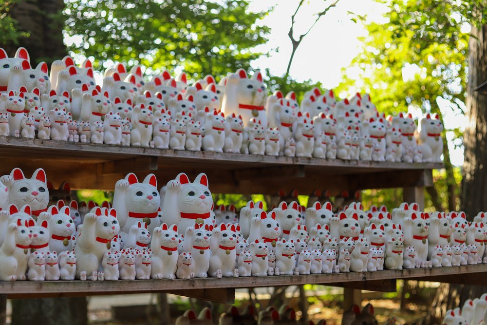 Many cats on display
