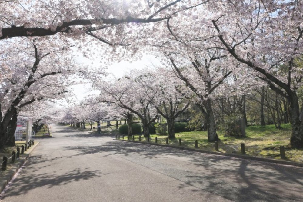 大阪賞櫻景點 萬博紀念公園