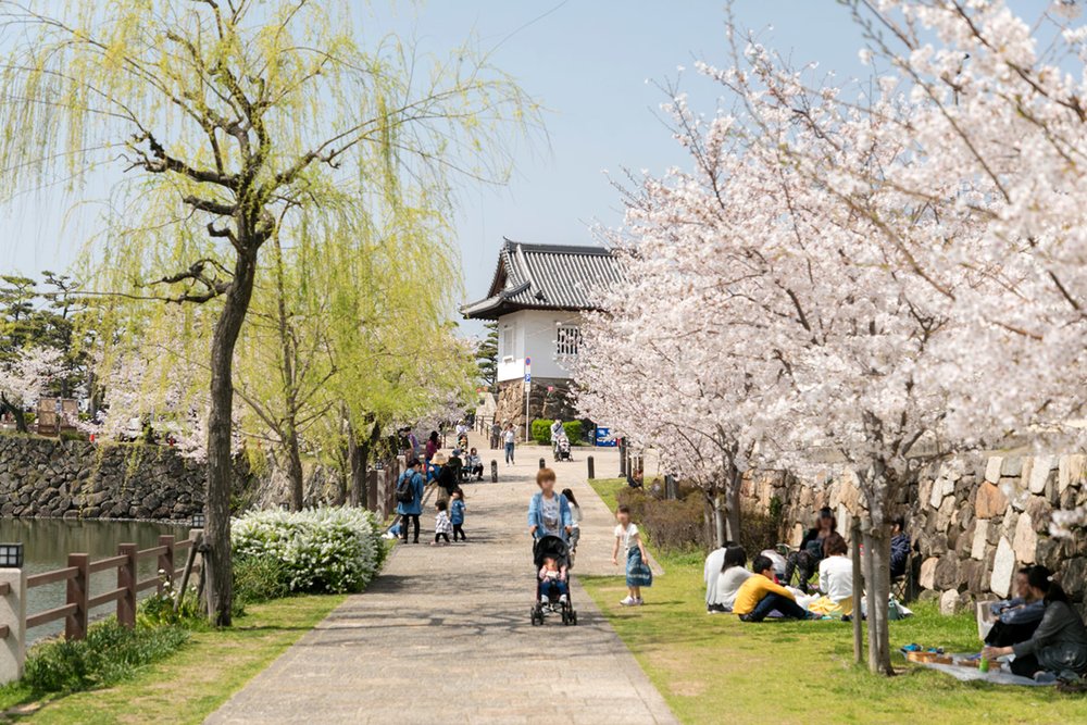 大阪賞櫻景點 岸和田城