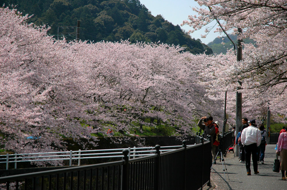 大阪賞櫻景點 山中溪