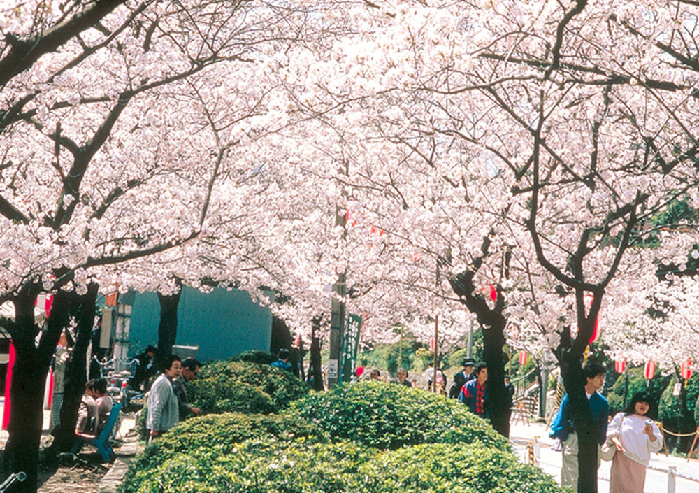 大阪賞櫻景點 五月山綠地公園