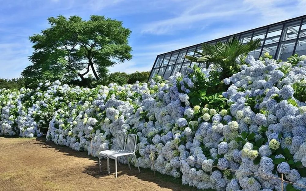 เดินทางมาชมความสวยงามของดอกไฮเดรนเยียบานสะพรั่งที่ Camellia Hill