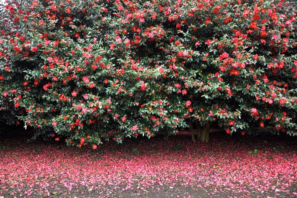 แวะถ่ายรูปบนทางเดินที่เต็มไปด้วยดอกคามีเรียกว่า 500 สายพันธุ์ ที่สวยงามตลอดทั้งปี | รูปภาพจาก creatrip.com